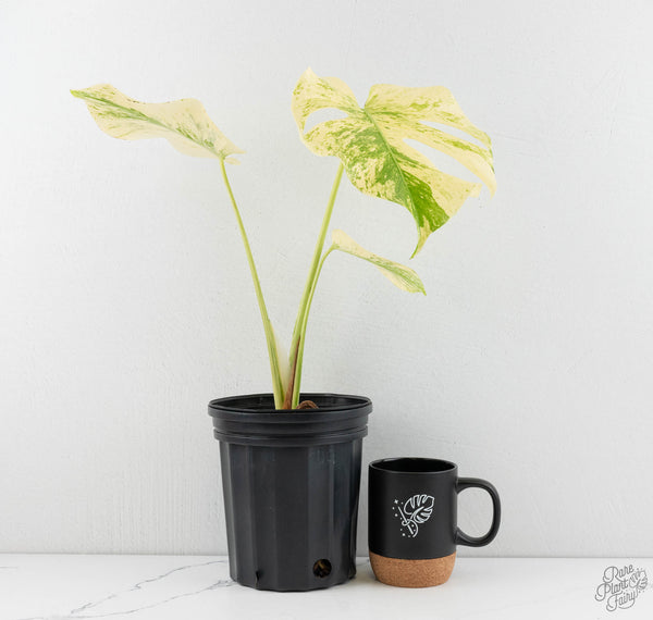 Monstera Deliciosa 'White Tear' (wk11-UQ)