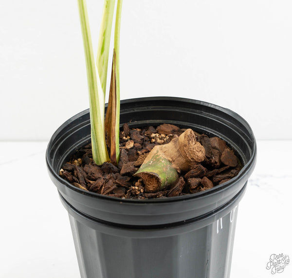 Monstera Deliciosa 'White Tear' (wk11-UQ)