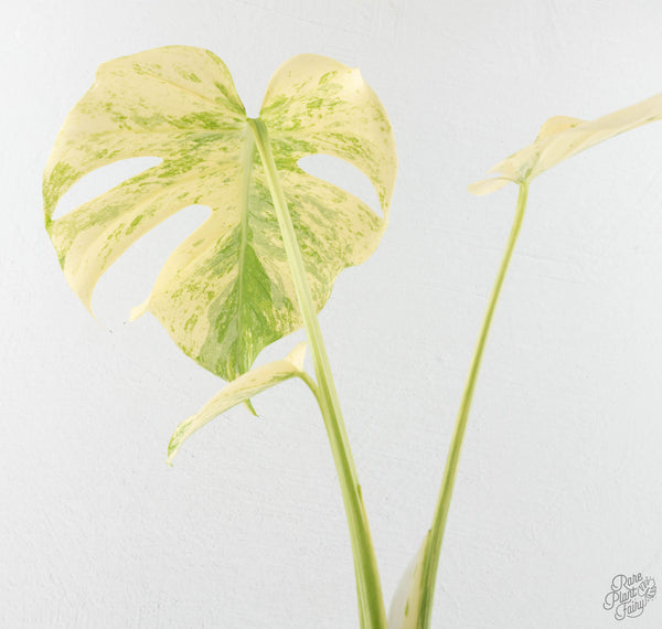 Monstera Deliciosa 'White Tear' (wk11-UQ)