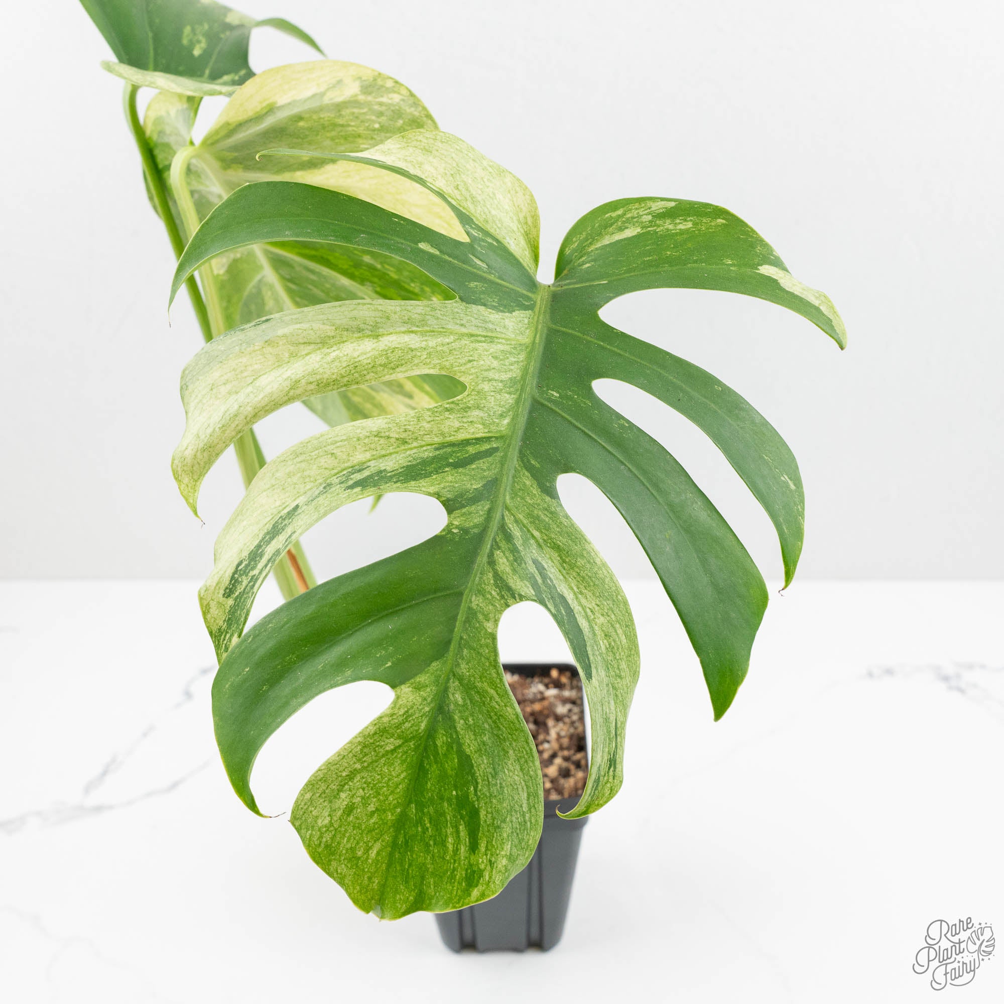 Monstera Deliciosa Mint Variegated NOID (Intermediate Form) (wk17