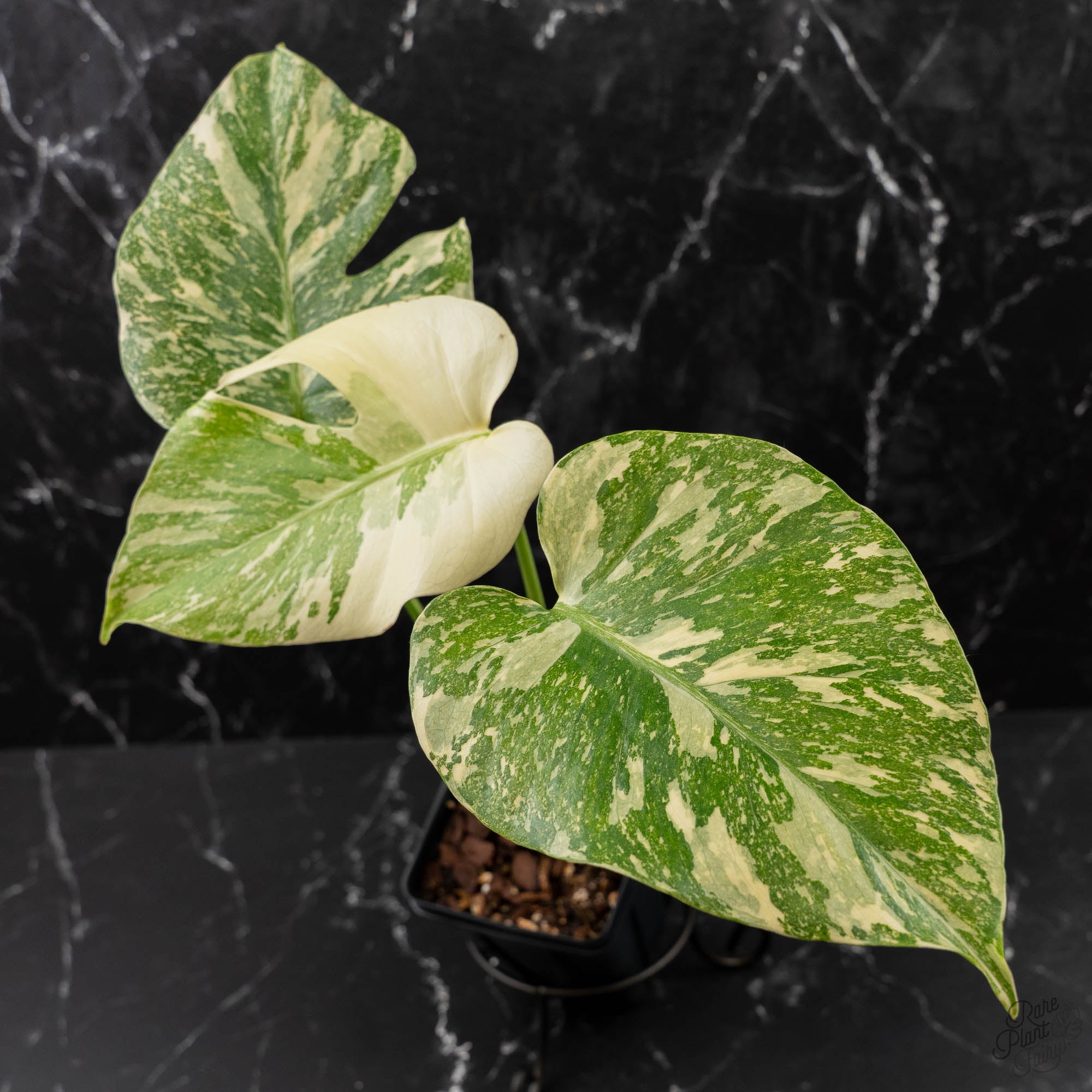 Monstera Deliciosa 'Creme Brûlée' (wk41-L38) – Rare Plant Fairy