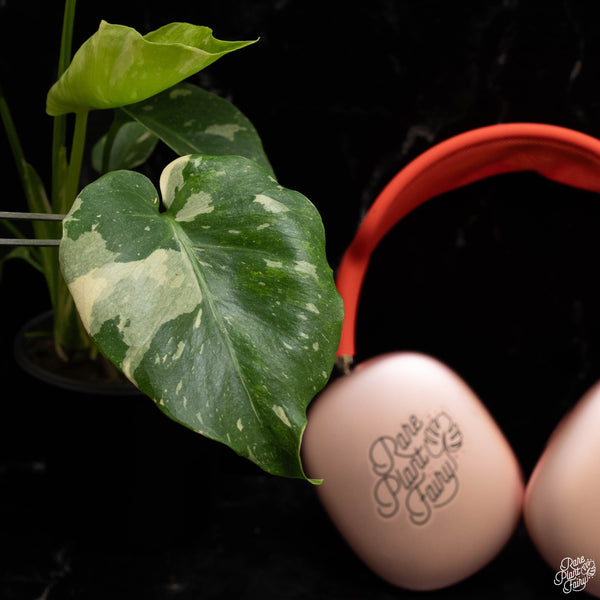 Monstera Deliciosa 'Thai Constellation' Tricolor *Grower's Choice*