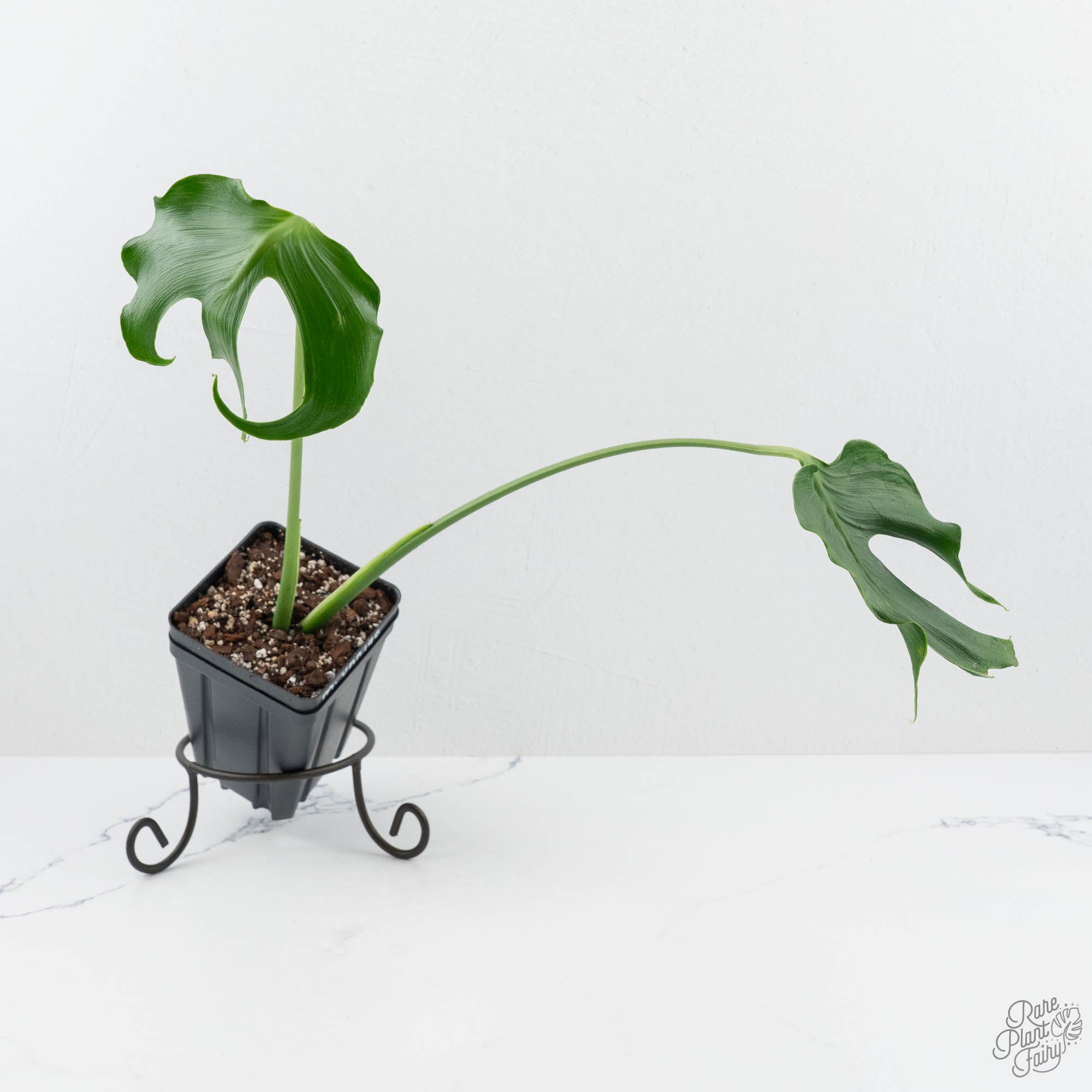 Monstera Unniiae モンステラ　デリシオーサ ウンニアエ Monstera Deliciosa 'Unniiae' (wk19-UF) – Rare Plant Fairy