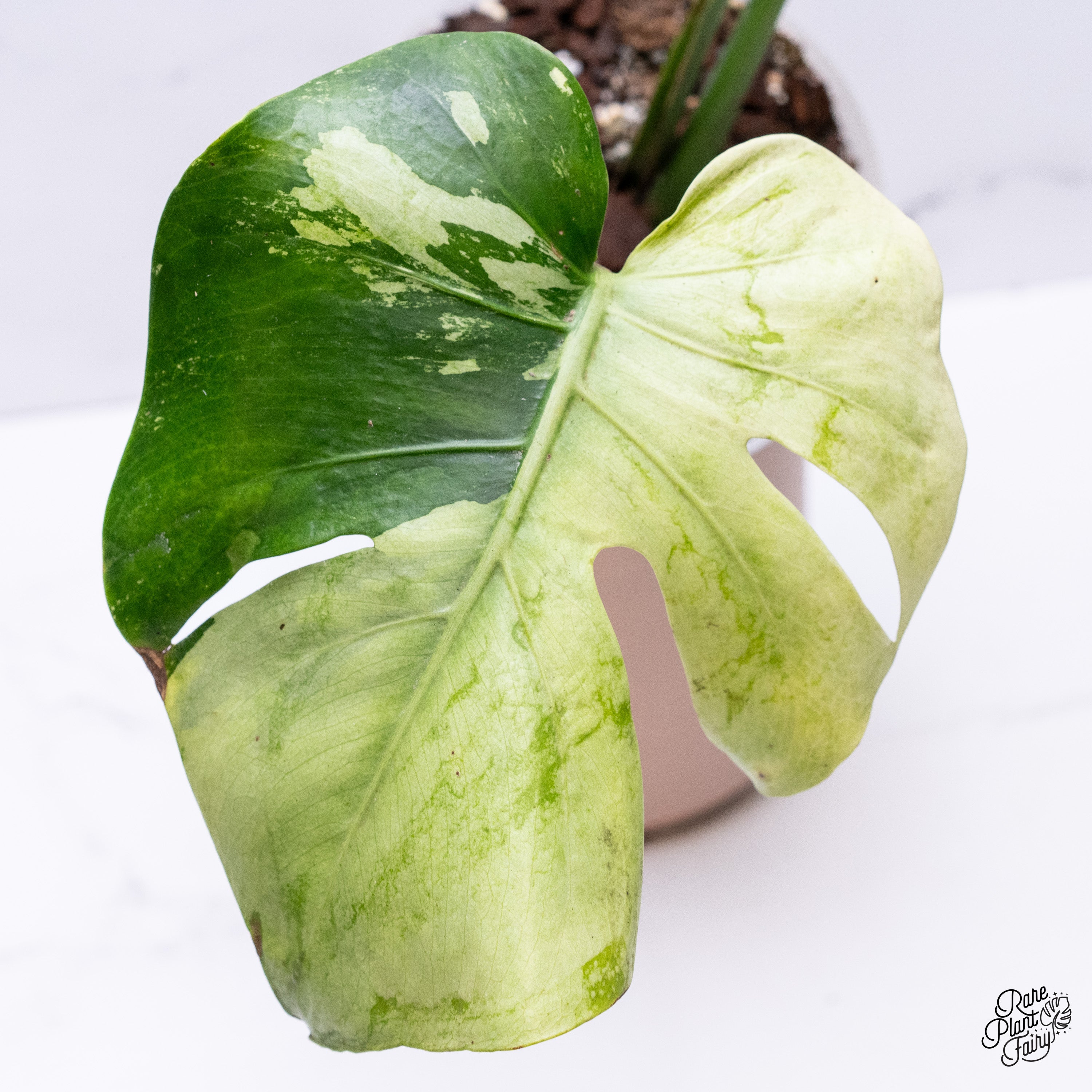 モンステラ・ポトス Monstera Mint 