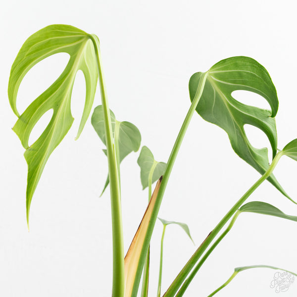 Monstera 'Burle Marx Flame' (wk9-A)