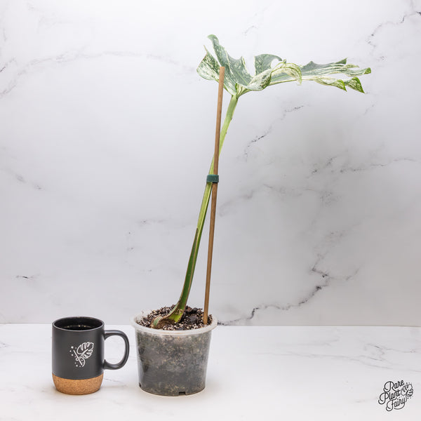 Monstera 'Devil Monster' (wk48-US)