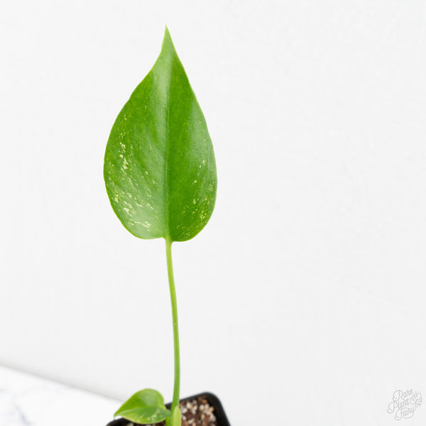Monstera deliciosa 'Devil Monster' (wk9-UW)