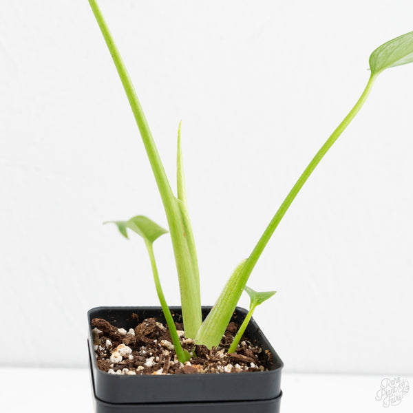 Monstera deliciosa 'Devil Monster' (wk9-UW)