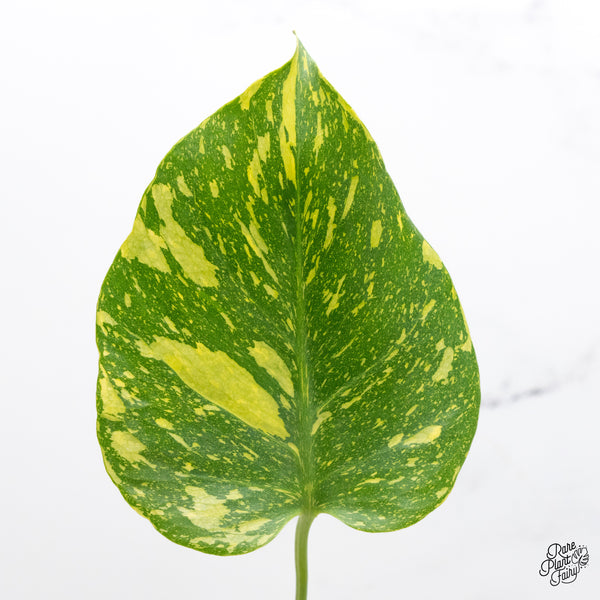 Monstera Deliciosa 'Electrolyte' (wk44-N)