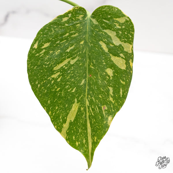 Monstera Deliciosa 'Electrolyte' (wk44-N)