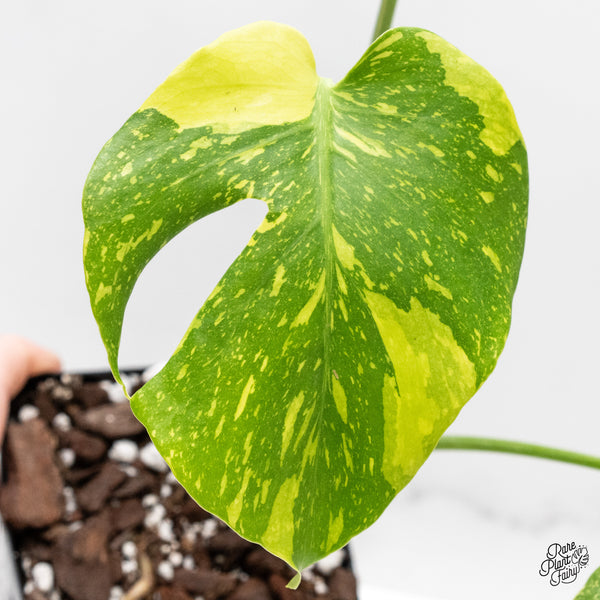 Monstera Deliciosa 'Electrolyte' (wk44-N)