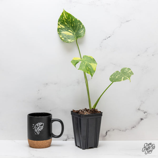 Monstera Deliciosa 'Electrolyte' (wk44-N)