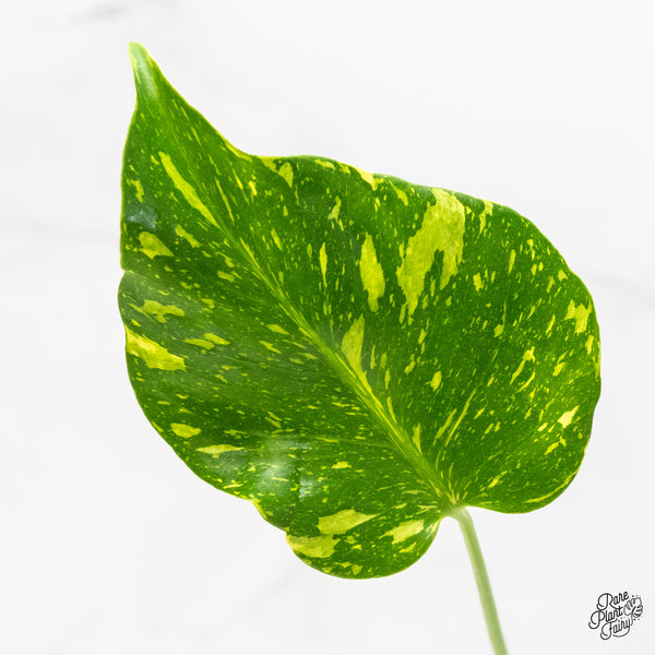 Monstera Deliciosa 'Electrolyte' (wk5-UF)