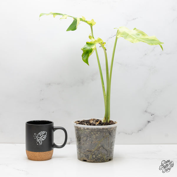 Monstera 'Flamicito' (wk51-UO)