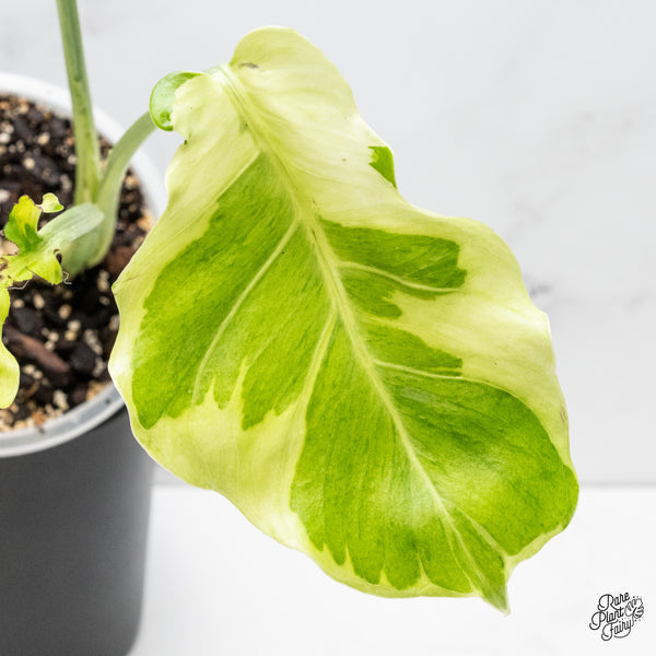 Monstera 'Flamicito' (wk51-UO)