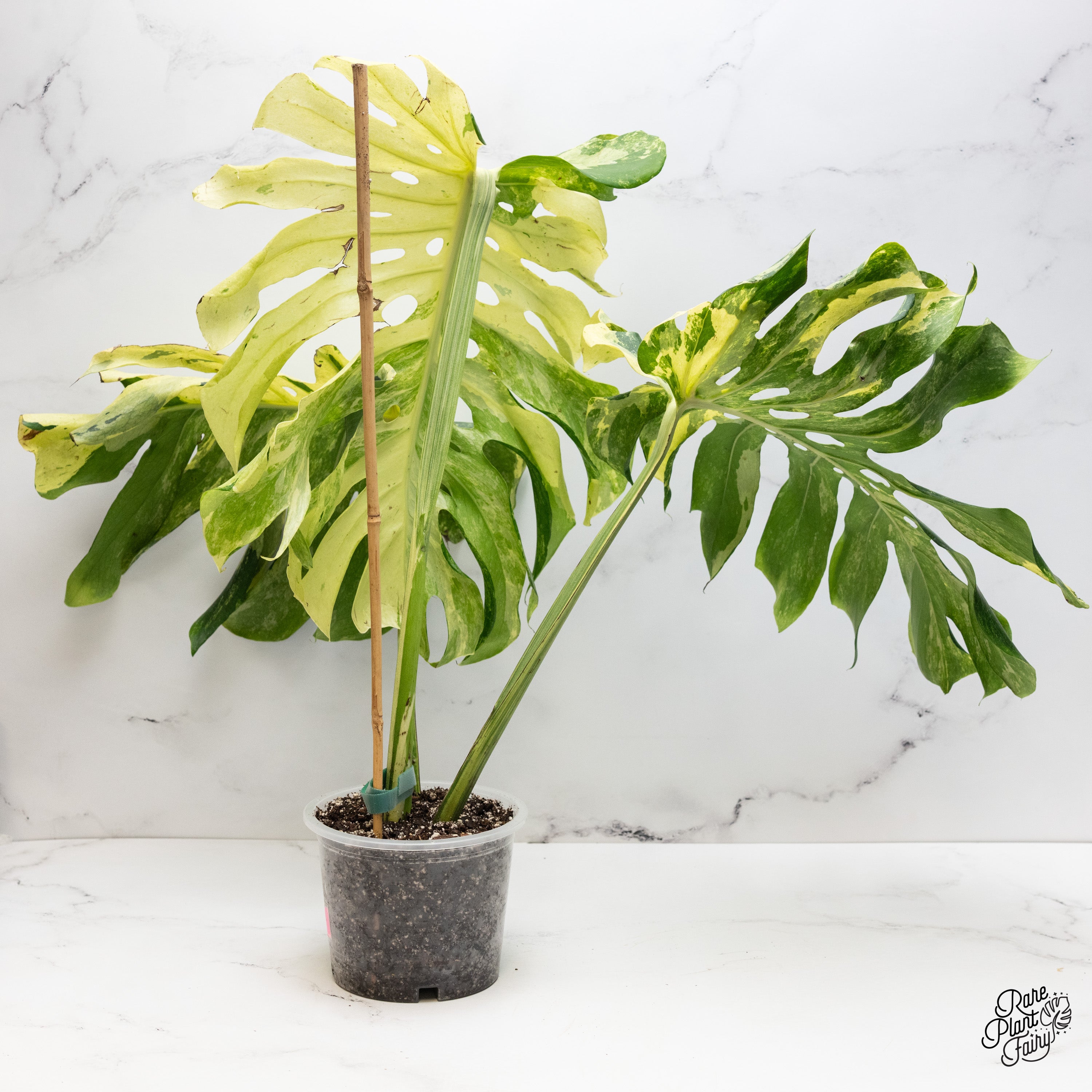 バ*け様 【珍希少】Monstera deliciosa Compact TOP 🟥SOLD🟥thank you 🌱🌱🌱New arrivals 🌱🌱🌱 Monstera