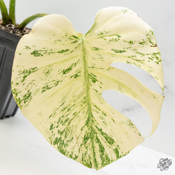 Monstera Deliciosa 'White Monster' by Kunzo (wk48-UV)