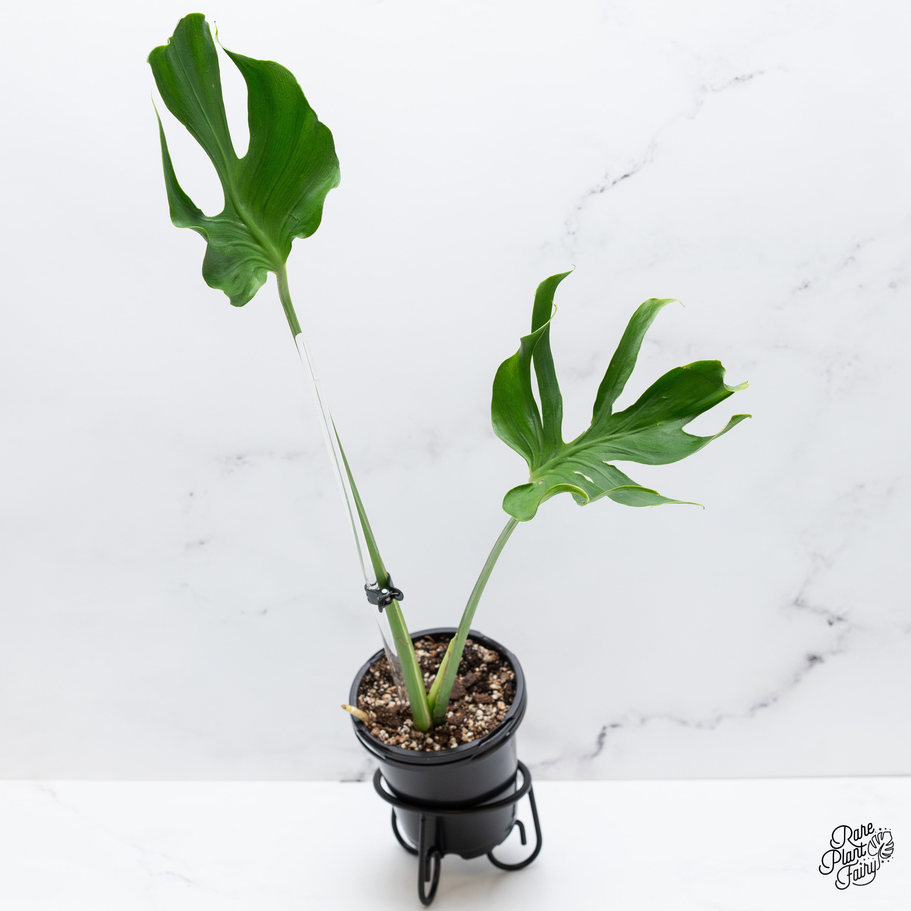 Monstera Unniiae モンステラ　デリシオーサ ウンニアエ m46168789585_1.jpg?1761184540