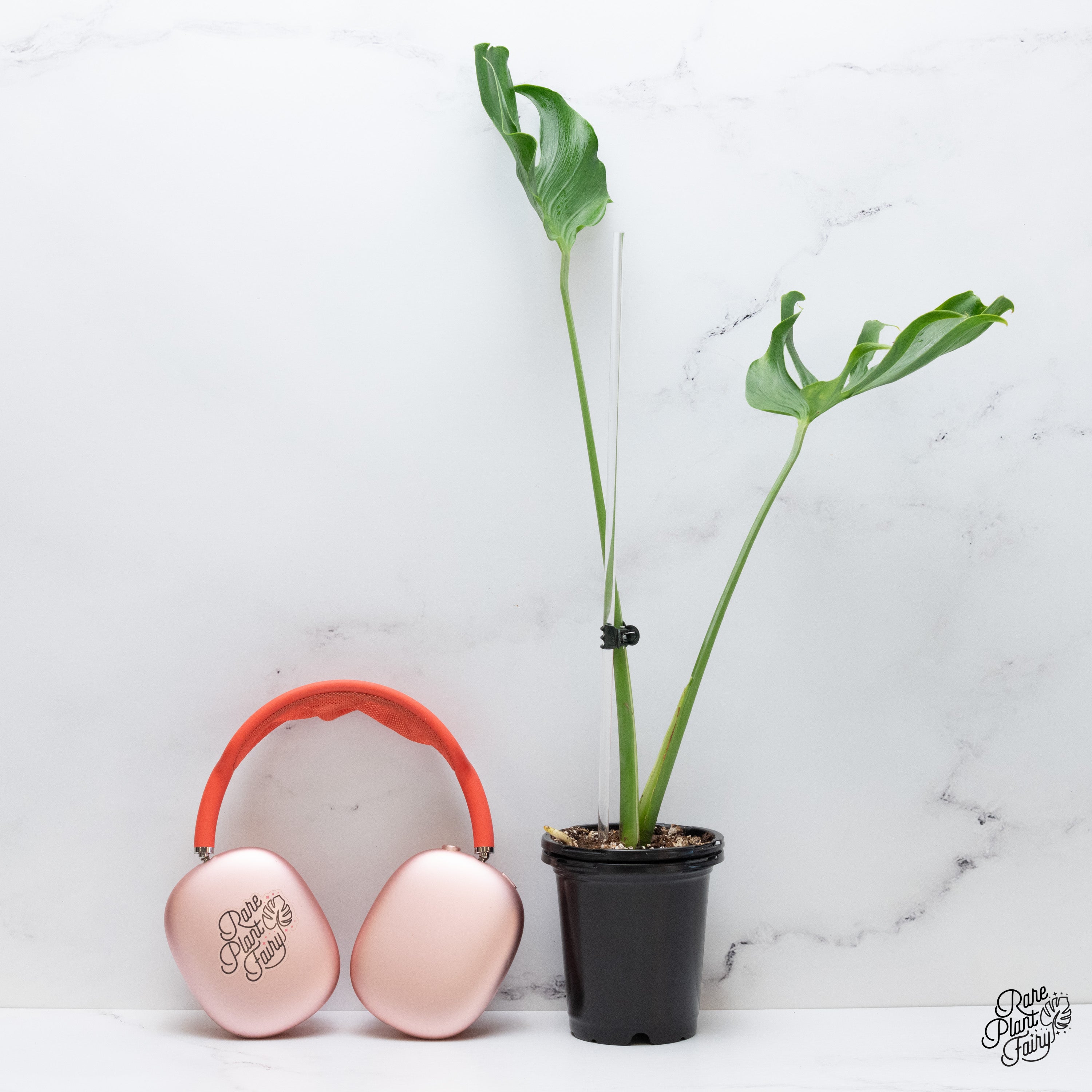 Monstera Unniiae モンステラ　デリシオーサ ウンニアエ m46168789585_1.jpg?1761184540