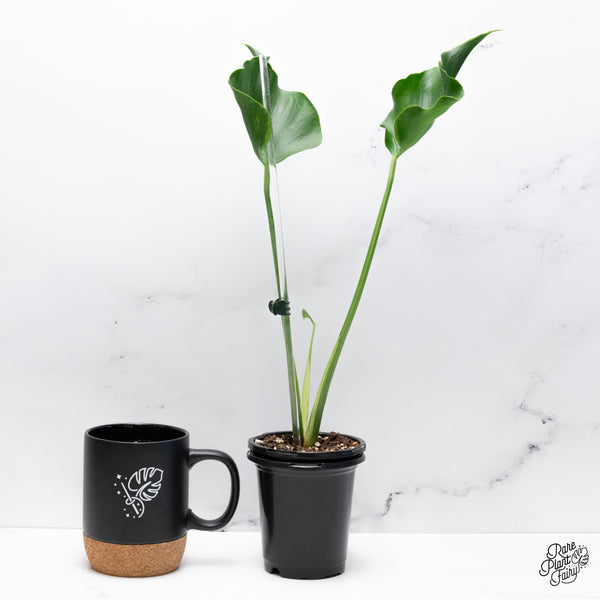 Monstera Deliciosa 'Unniiae' (wk43-L)