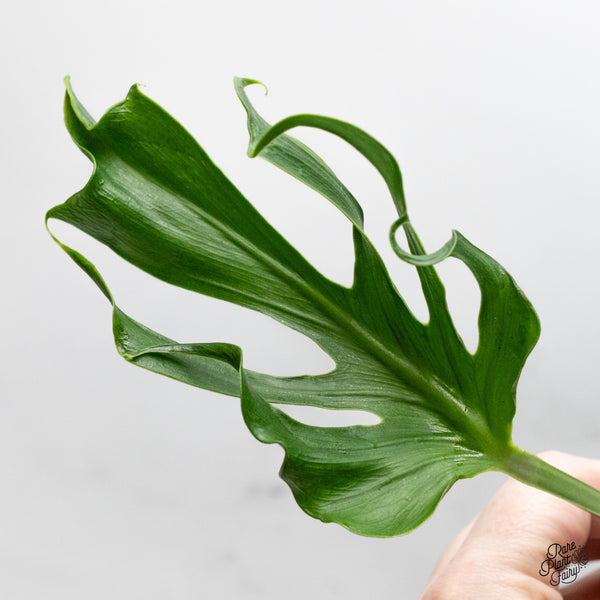 Monstera Deliciosa 'Unniiae' (wk51-UB)