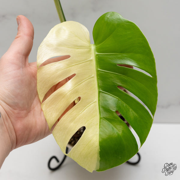 Monstera 'White Tear' (wk47-UB)