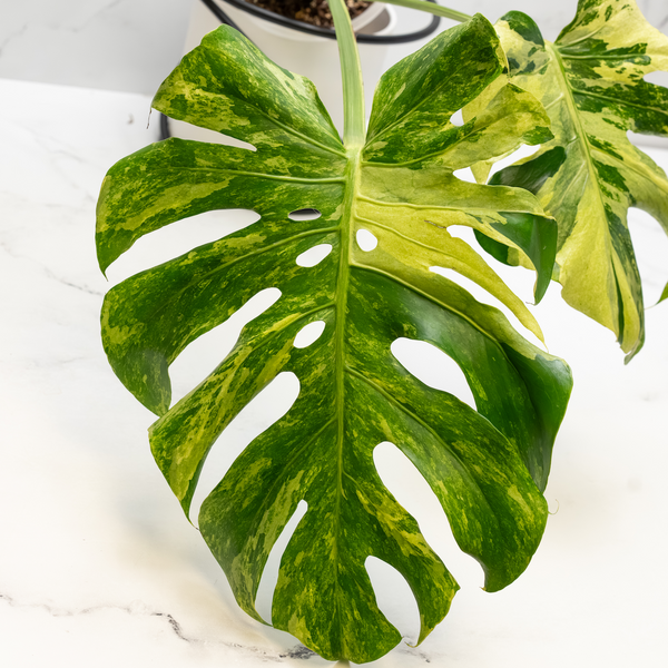 Monstera Deliciosa 'Ocean Mint' (wk6-UO)