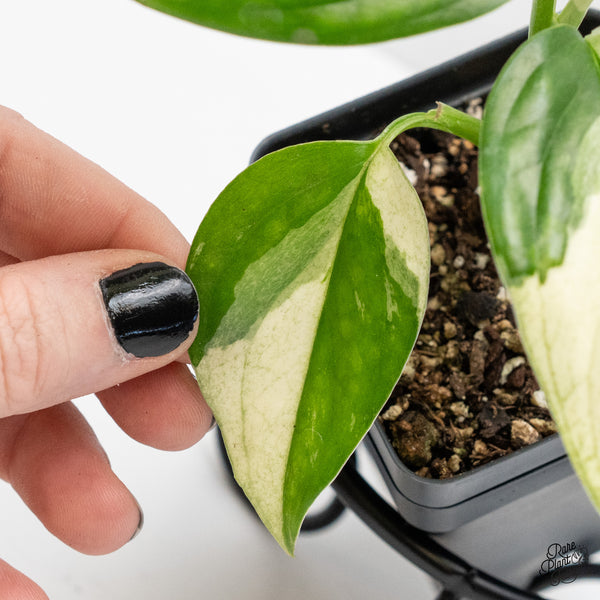 Monstera Acacoyaguensis Albo Variegated *Sectoral* (wk4-A)