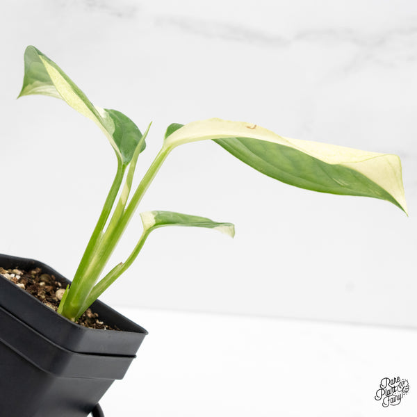 Monstera Acacoyaguensis Albo Variegated *Sectoral* (wk4-A)