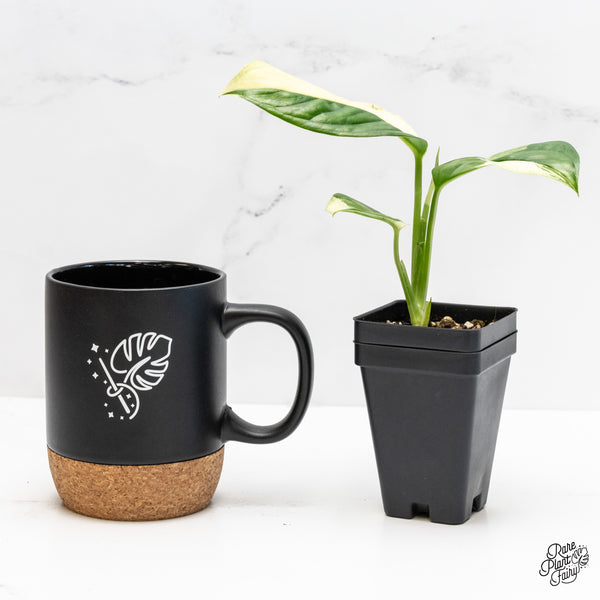 Monstera Acacoyaguensis Albo Variegated *Sectoral* (wk4-A)