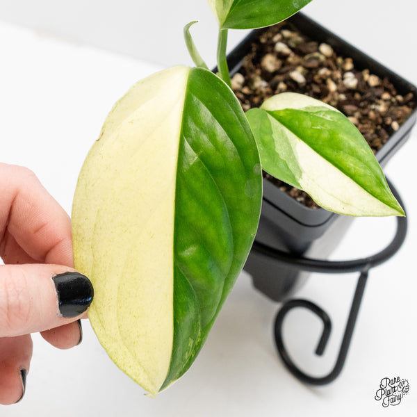 Monstera Acacoyaguensis Albo Variegated *Sectoral* (wk4-A)