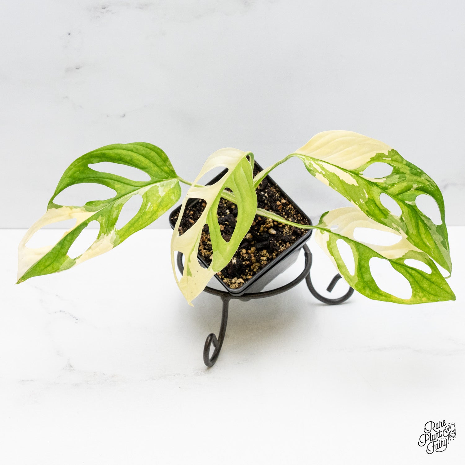 monstera adansonii different forms Monstera Adansonii Albo Variegated (Large Form) *Grower's Choice* – Rare Plant Fairy