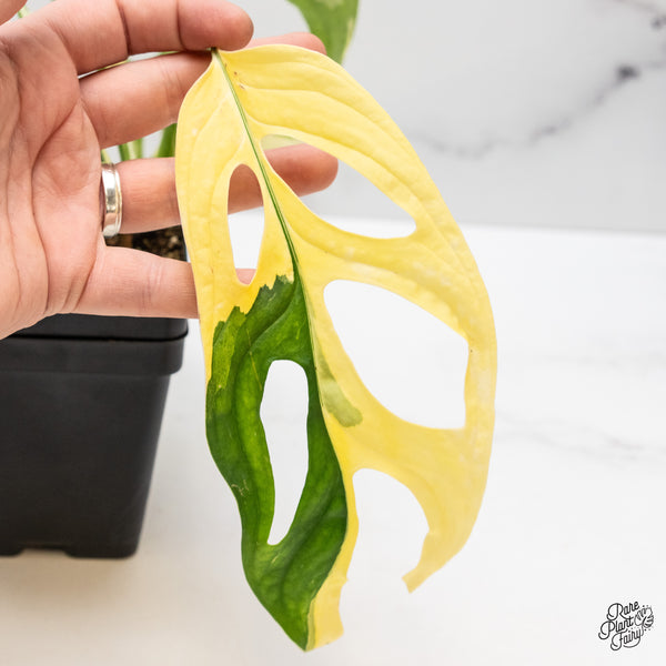 Monstera Adansonii Albo Variegated (Large Form/Indo Form) (wk44-E)