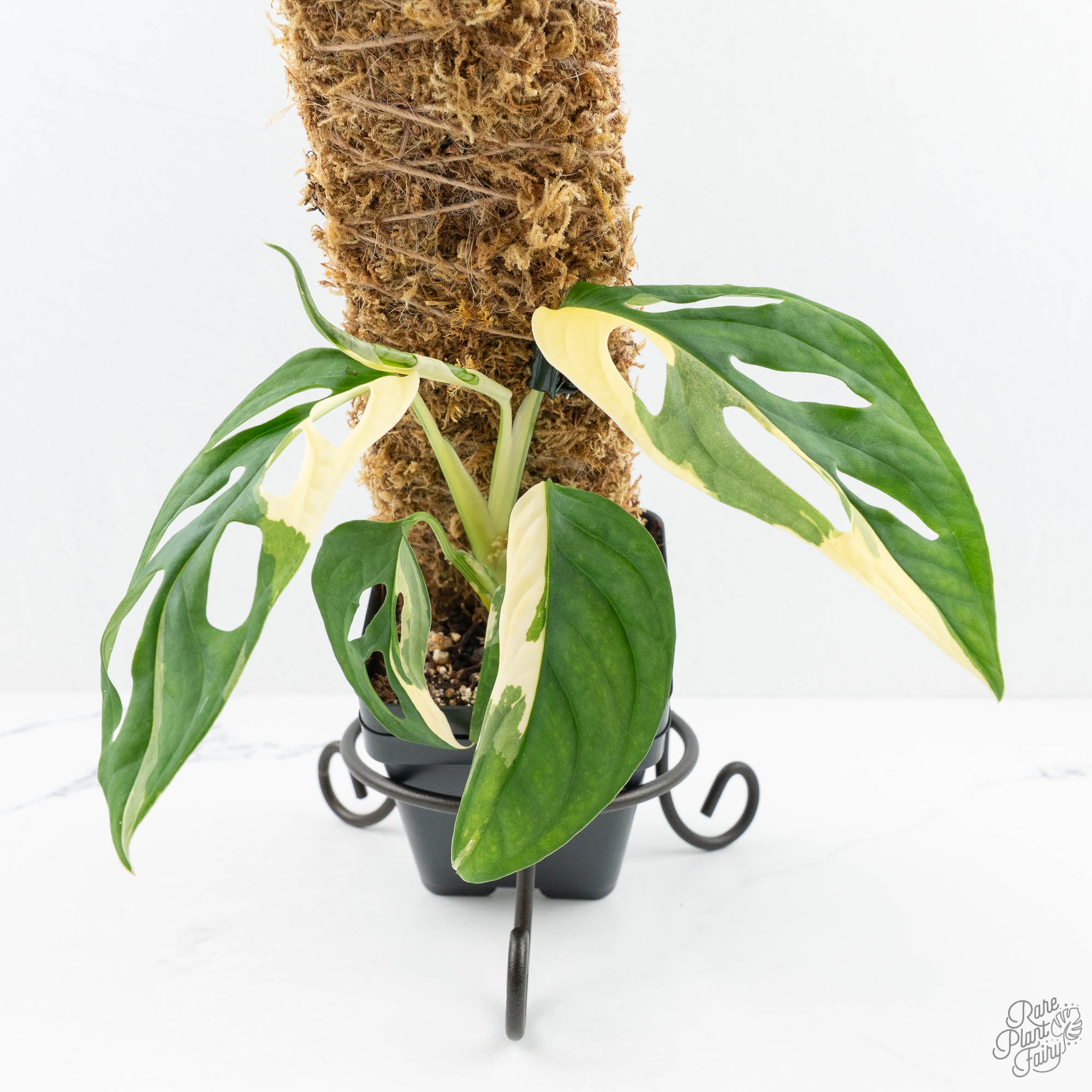 monstera adansonii large form Monstera adansonii albo variegated *Large Form* (wk19-F)