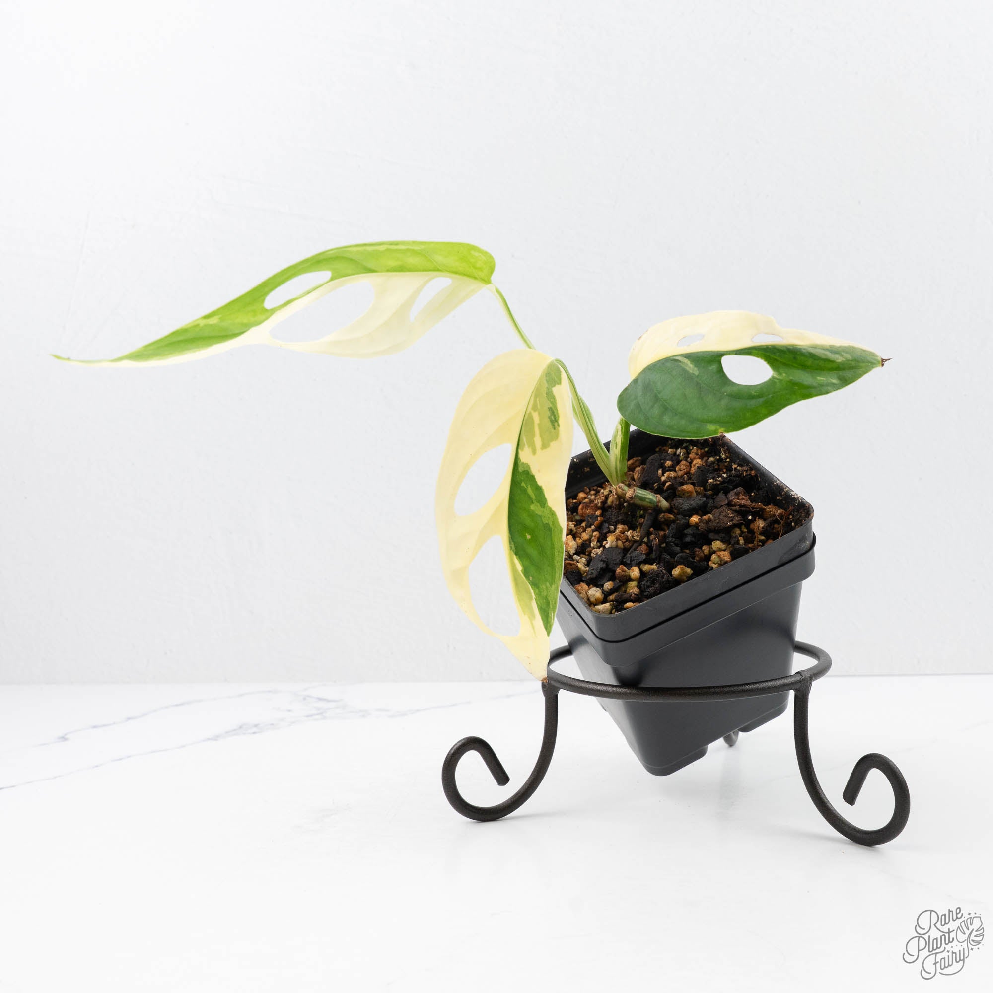 monstera adansonii large form Monstera adansonii albo variegated *Large Form* (wk22-B) – Rare Plant Fairy