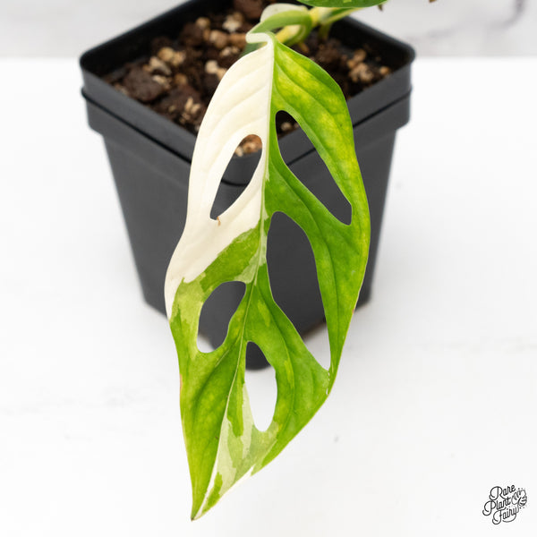 Monstera Adansonii Albo Variegated (Large Form/Indo Form) (wk45-I)