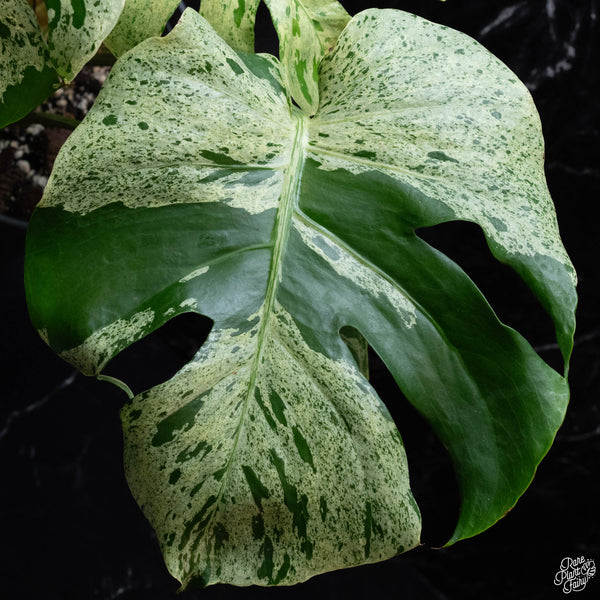 Monstera deliciosa 'Bulbasaur' (Pre-order)