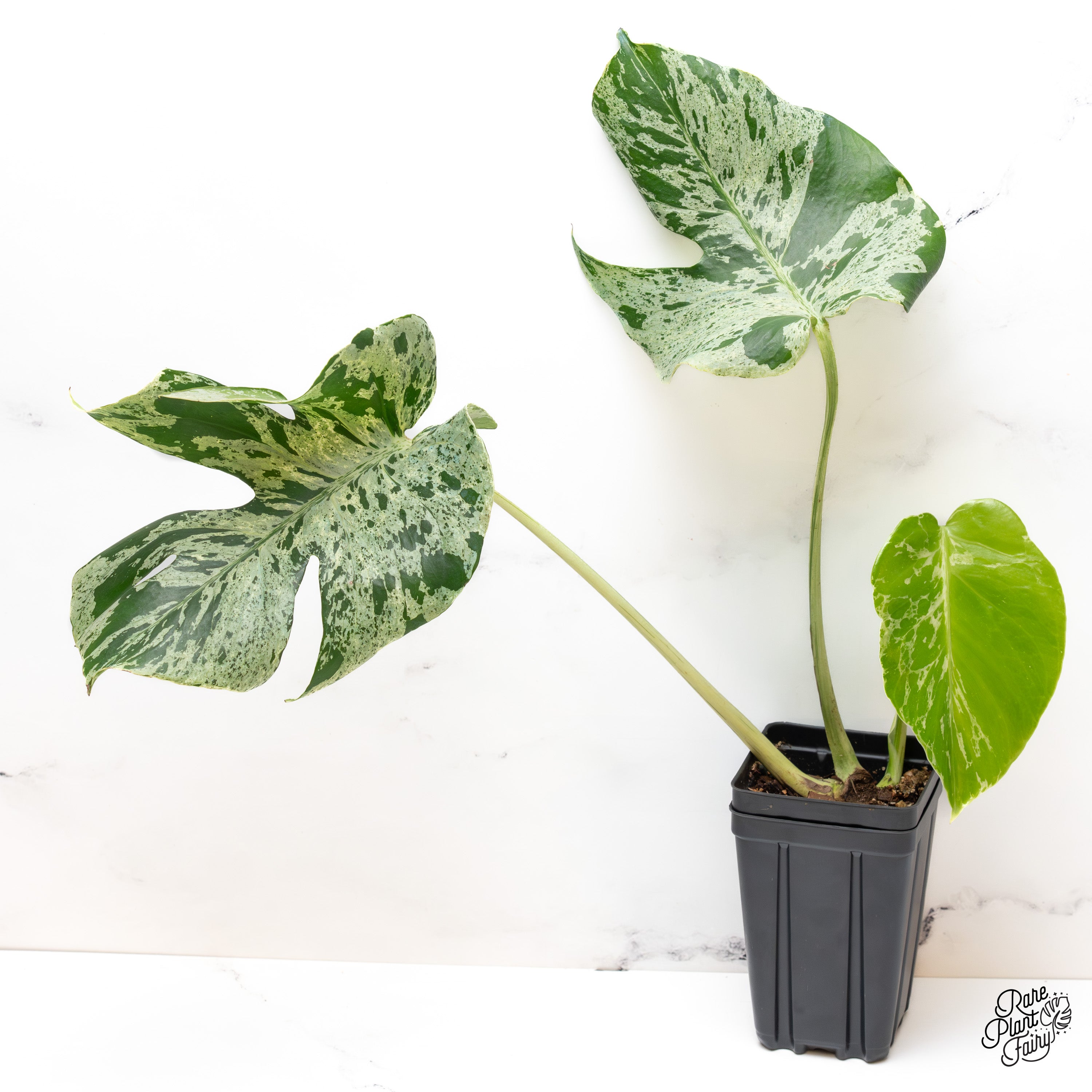 Monstera Deliciosa 'Bulbasaur' (wk41-F) – Rare Plant Fairy