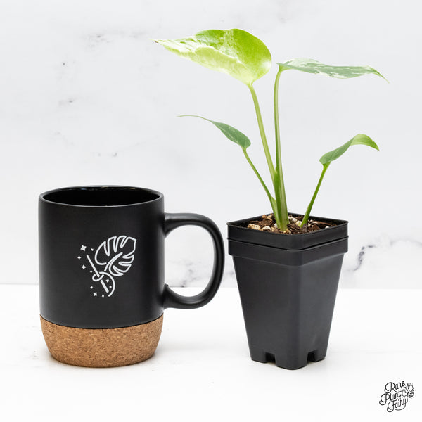 Monstera deliciosa 'Bulbasaur' (Pre-order)