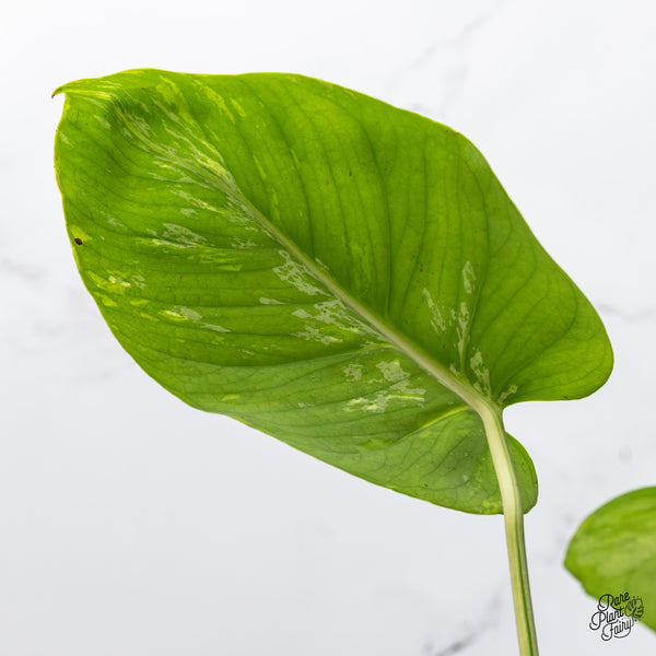 Monstera Deliciosa 'Bulbasaur' (wk43-B)