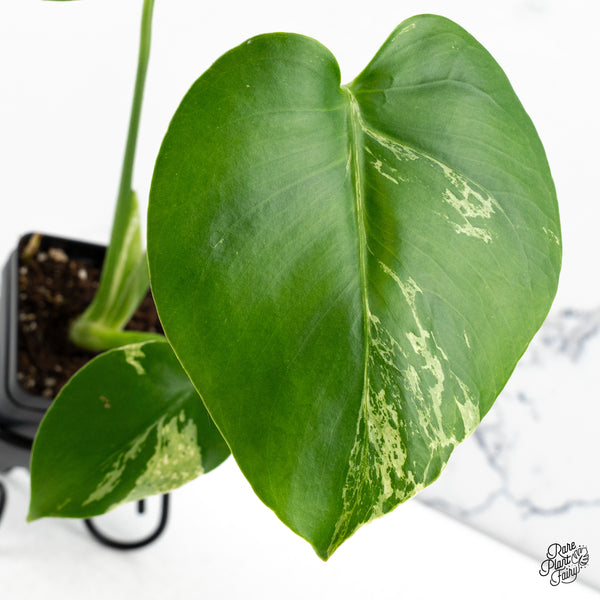 Monstera Deliciosa 'Bulbasaur' (wk48-C)