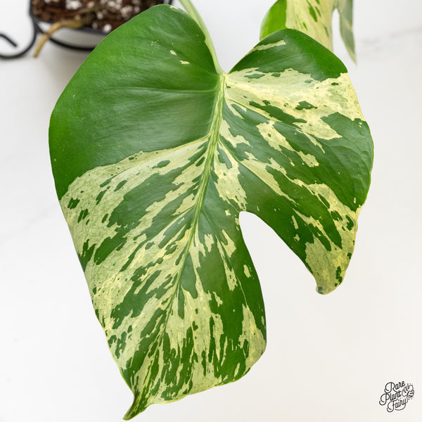 Monstera Deliciosa 'Bulbasaur' (wk6-UH)