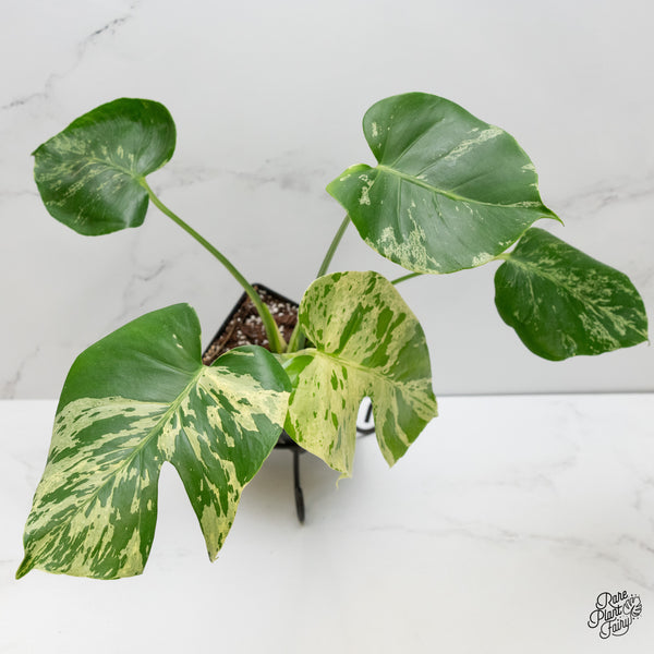 Monstera Deliciosa 'Bulbasaur' (wk6-UH)