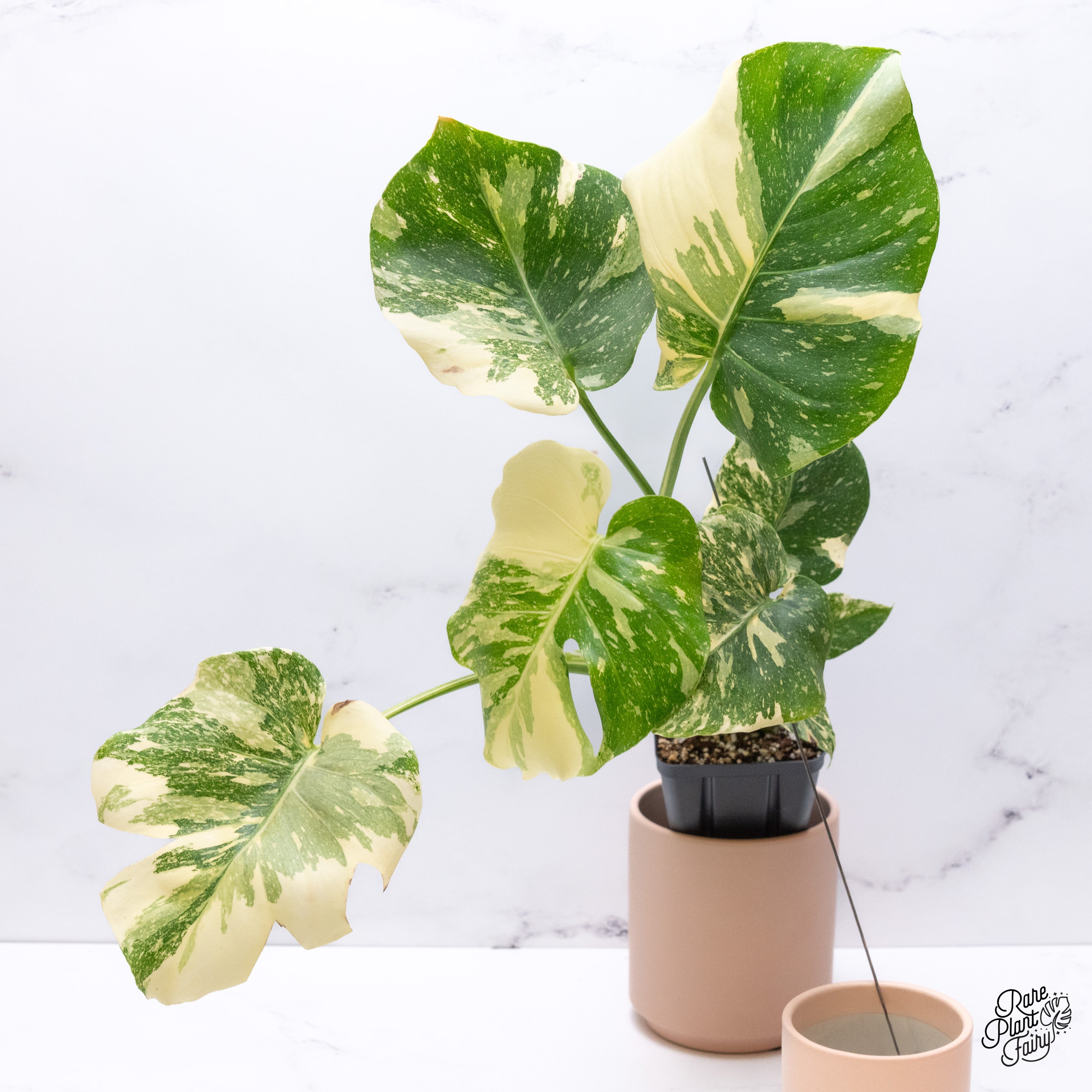 す*る様 Creme Brulee モンステラ・クレームブリュレ lsw091 す*る様 Creme Brulee モンステラ・クレームブリュレ lsw091 fit=scale