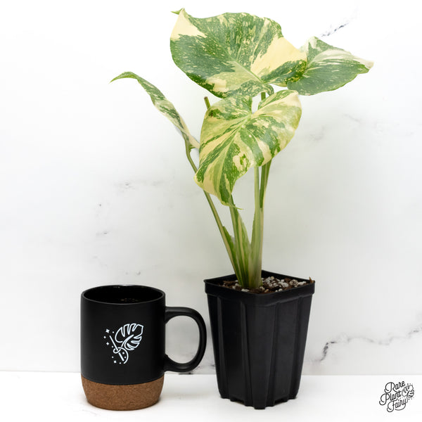 Monstera Deliciosa 'Creme Brûlée' (wk43-C)