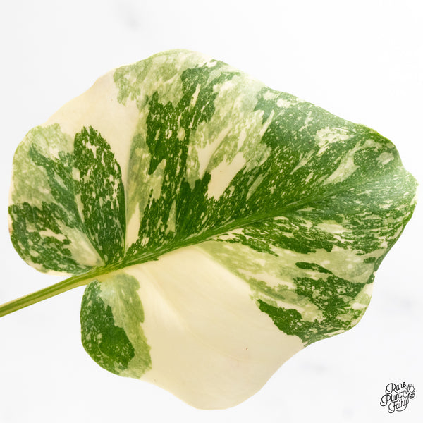 Monstera Deliciosa 'Creme Brûlée' (wk43-C)