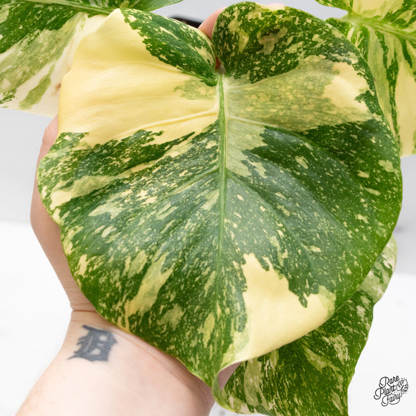 Monstera Deliciosa 'Creme Brûlée' (wk43-C)