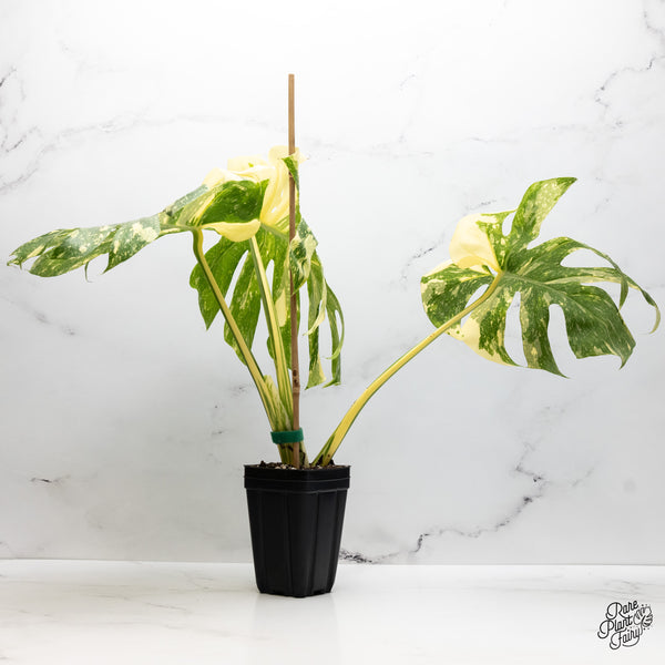 Monstera Deliciosa 'Creme Brûlée' (wk45-C)