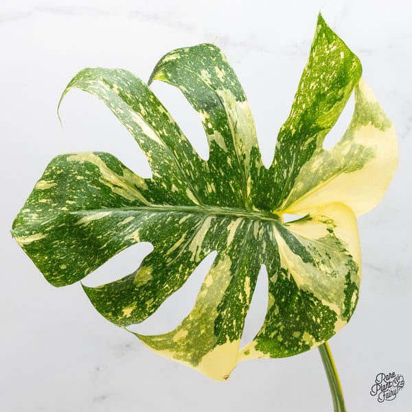 Monstera Deliciosa 'Creme Brûlée' (wk45-C)