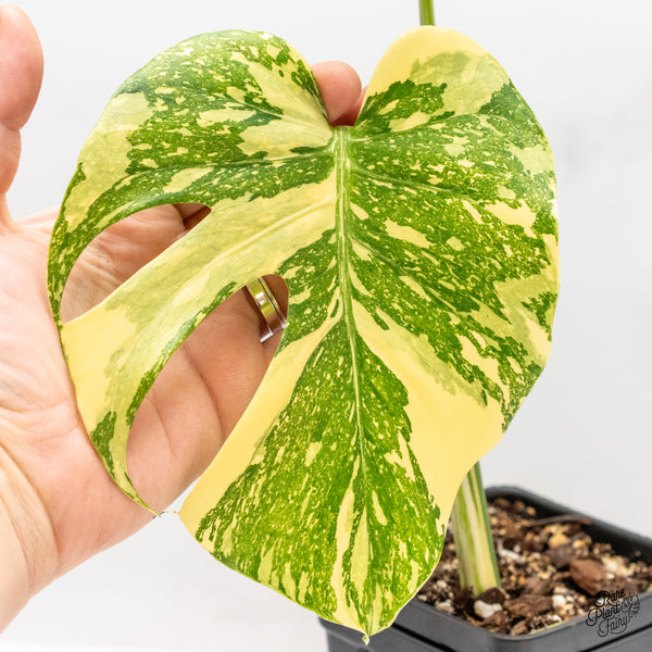 Monstera Deliciosa 'Creme Brûlée' (wk46-F)